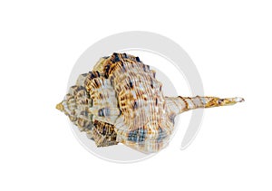 Shell of sea mollusk Woodcock Murex, lat. Haustellum haustellum, isolated on white background