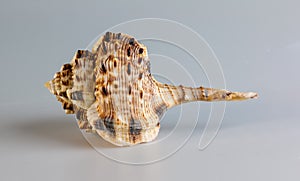 Shell of sea mollusk Woodcock Murex, lat. Haustellum haustellum, isolated on white background