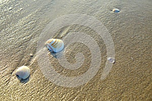 Shell sea on sand beach