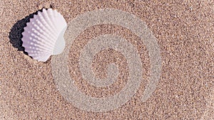Shell sea with seashells, shells on sand tropical ocean beach. Copy space of summer vacation and business travel concept