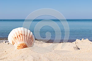 The shell of the sea snail against the background of sand and blue sea