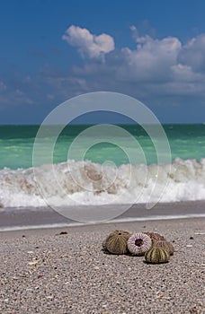 Shell of Sea Urchin on the Beautiful Beaches of Florida