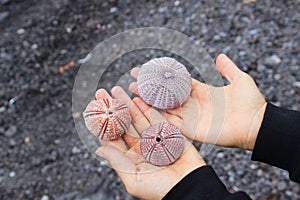 shell of sea urchins