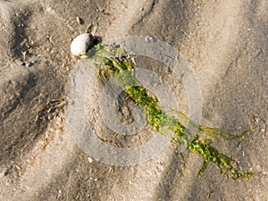 Shell and seaweed on sand