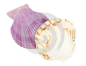 shell see