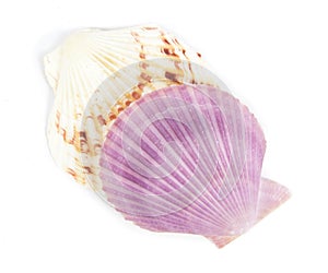 shell see