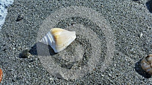 A shell in the shoreline beach