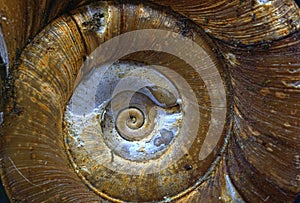 Shell of a single ramshornsnail