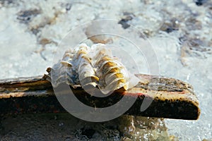 Shell