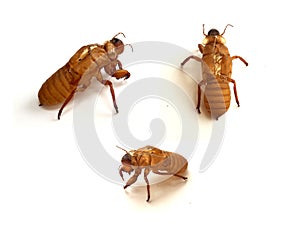 Shell of slough cicada