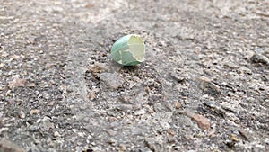 the shell of a small bird egg lies on the road