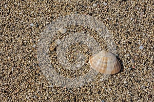 Shell on small pebbles