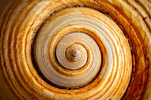 Shell Spiral