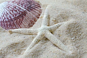 Shell and Starfish on beach