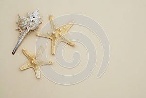Shell and starsfish over Ivory Neutral Background. copy space for Text. Fishstar. photo
