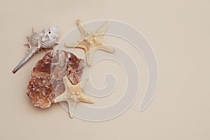 Shell and starsfish over Ivory Neutral Background. copy space for Text. Fishstar. Vacation and Summer Background. photo