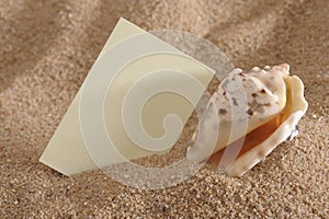 Shell at sunny ocean beach photo