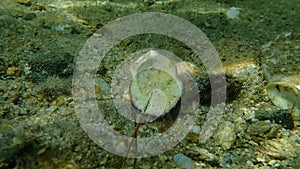 Shell of thorny oyster or spinous scallop, European thorny oyster Spondylus gaederopus undersea, Aegean Sea