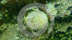 Shell of thorny oyster or spinous scallop, European thorny oyster Spondylus gaederopus undersea, Aegean Sea