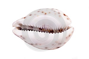 Shell Of Tiger Cowrie ( Cypraea tigris )