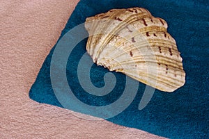 Shell and towel