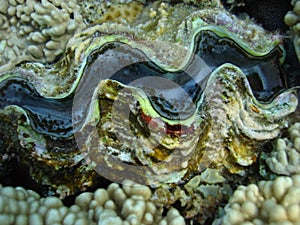 Shell tridacna closeup