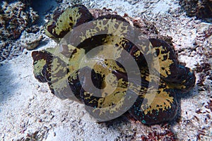 Shell underwater sealife wildlife dive