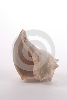 Shell Upended