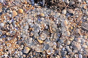 Shell valves of bivalve mollusks in storm ejecta on the Black Sea coast, eastern Crimea photo