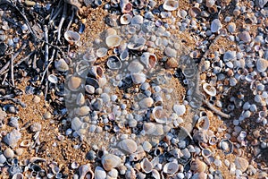 Shell valves of bivalve mollusks in storm ejecta on the Black Sea coast, eastern Crimea photo