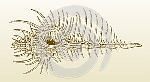 Shell of a venus comb murex (murex pecten) with numerous spines on a yellowish-brown gradient background