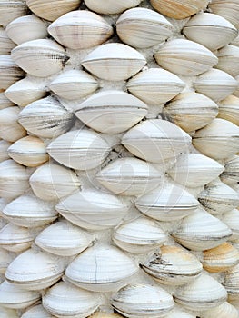 Shell wall