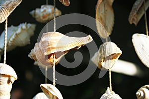 The shell wall hanging mobile
