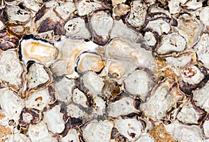 Shell wall