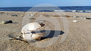 Shell washed up on the coast of the Okhotsk sea