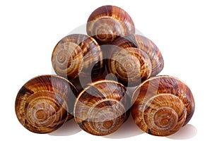 Shell on a white background, helix pomatia also Roman snail, Burgundy snail, edible snail or escargot, is a species of large,