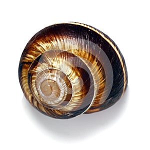 Shell on a white background, helix pomatia also Roman snail, Burgundy snail, edible snail or escargot, is a species of large,