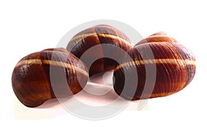 Shell on a white background, helix pomatia also Roman snail, Burgundy snail, edible snail or escargot, is a species of large,