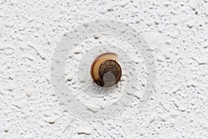 Shell on white concrete wall
