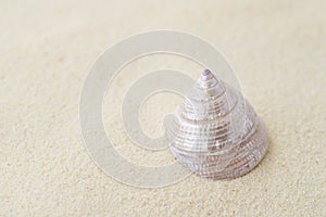 Shell on white sand