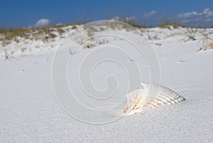 Shell among the White Sand