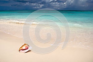 Shell on white sand beach near blue see in summer
