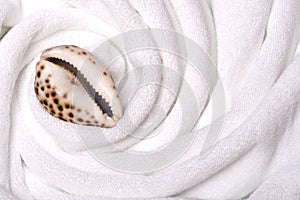Shell on white towels