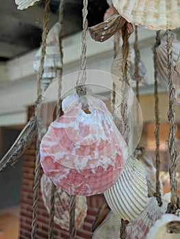 Shell windchime