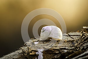 Shell on wood photo