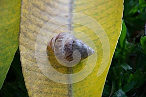 shell on yellow leaves