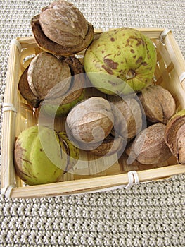 Shellbark hickory nuts in basket