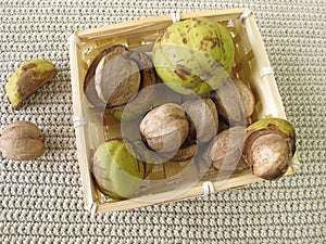 Shellbark hickory nuts in basket