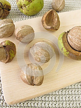 Shellbark hickory nuts