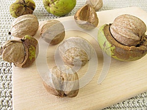 Shellbark hickory nuts